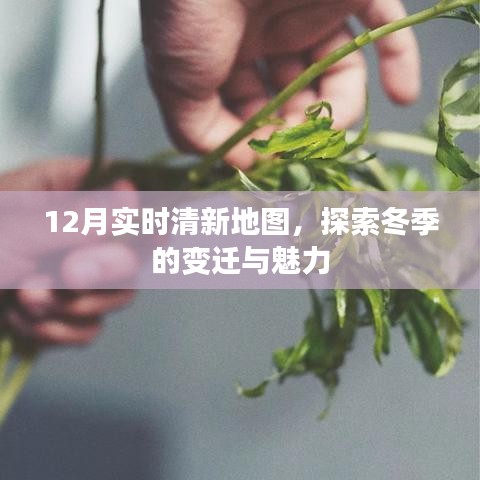 冬季探索，实时清新地图揭示季节变迁的魅力