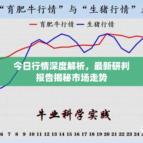 今日行情深度解析,最新研判报告揭秘市场走势