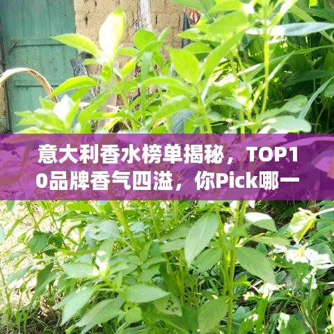 意大利香水榜单揭秘,TOP10品牌香气四溢,你Pick哪一款?