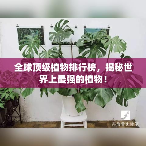 全球顶级植物排行榜,揭秘世界上最强的植物!