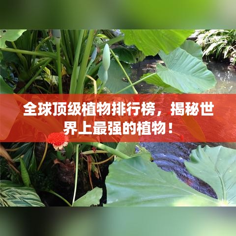 全球顶级植物排行榜,揭秘世界上最强的植物!