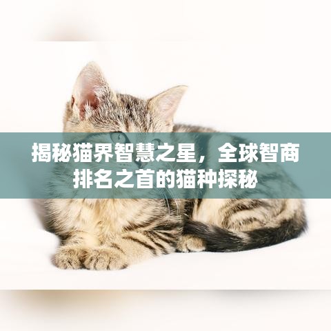 揭秘猫界智慧之星,全球智商排名之首的猫种探秘