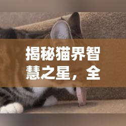 揭秘猫界智慧之星,全球智商排名之首的猫种探秘