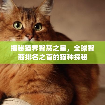 揭秘猫界智慧之星,全球智商排名之首的猫种探秘